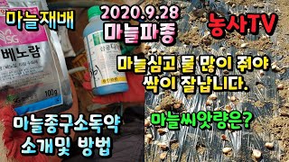마늘재배, 마늘 파종 전 마늘종구 소독약 소개 및 사용방법소개, 마늘 평당 심는 양과 심는 방법.[농사TV]
