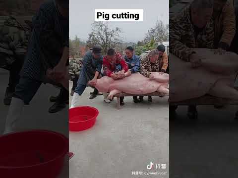 , title : 'pig cutting in China #shorts #youtubeshorts #youtube #chicken'