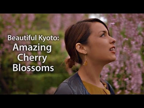 download lagu mp3 mp4 Cherry Blossom 2015, download lagu Cherry Blossom 2015 gratis, unduh video klip Cherry Blossom 2015
