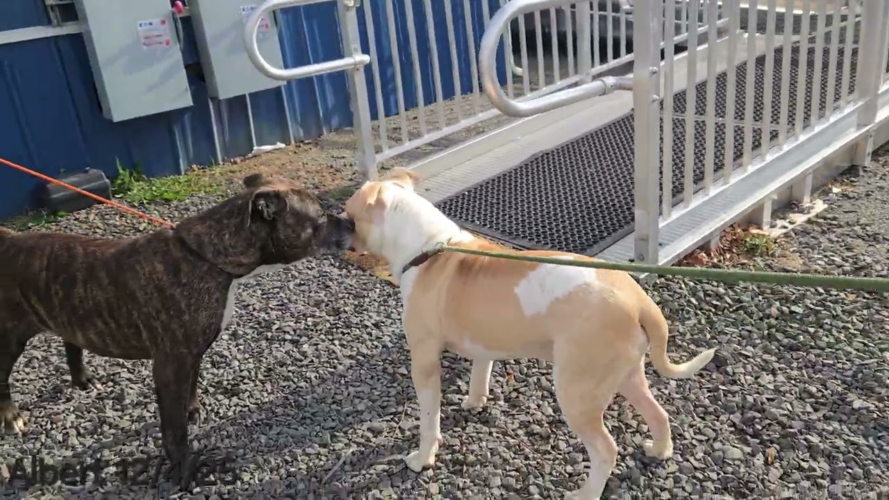 Enlarge Albert, a ADOPTABLE Pit Bull Terrier in Trenton, NJ video 2/3