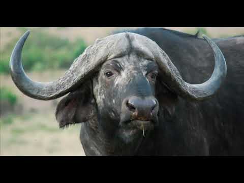 , title : 'BÚFALOS, Documental de los búfalos, Búfalos Curiosidades'