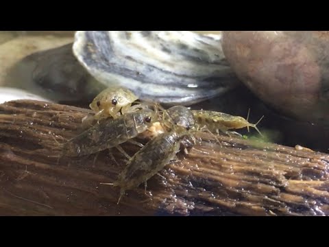 Ligia oceanica (Sea Slater / Klippenassel)