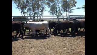 34 heifers Moonie