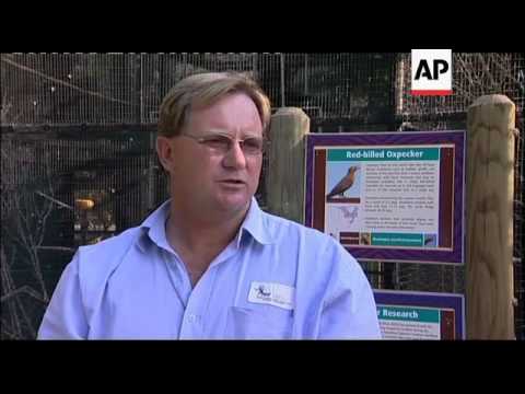 Conservationists bid to revive oxpecker bird population