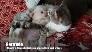 Gertrude and Clementine