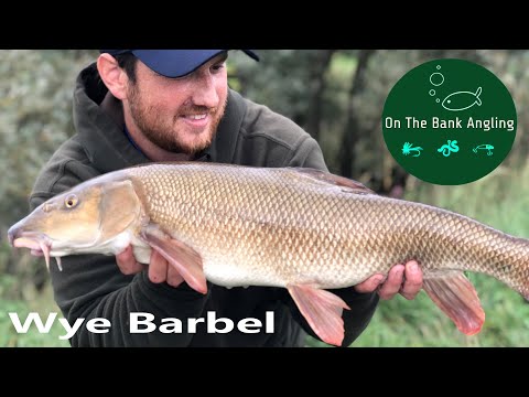 Barbel Fishing on the River Wye - Underhill Farm, Foy