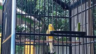 Download lagu Aksi kenari PARAMITA milik Gian PAUL FAMILY TEAM mp3 Download lagu Aksi kenari PARAMITA milik Gian PAUL FAMILY TEAM mp3