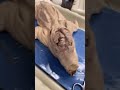 Dissecting A Pigs Brain