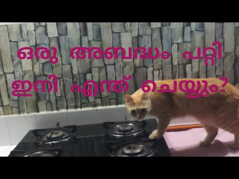 Life with a ooty cat💃😻 @amalayalicatlover