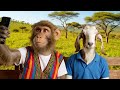 Monkey And Goat Khat Chewing
