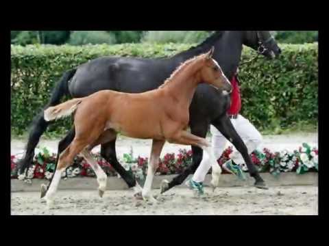 112 Fürstin Gloria Stute v. Fürst Fohlenhof - Dream On