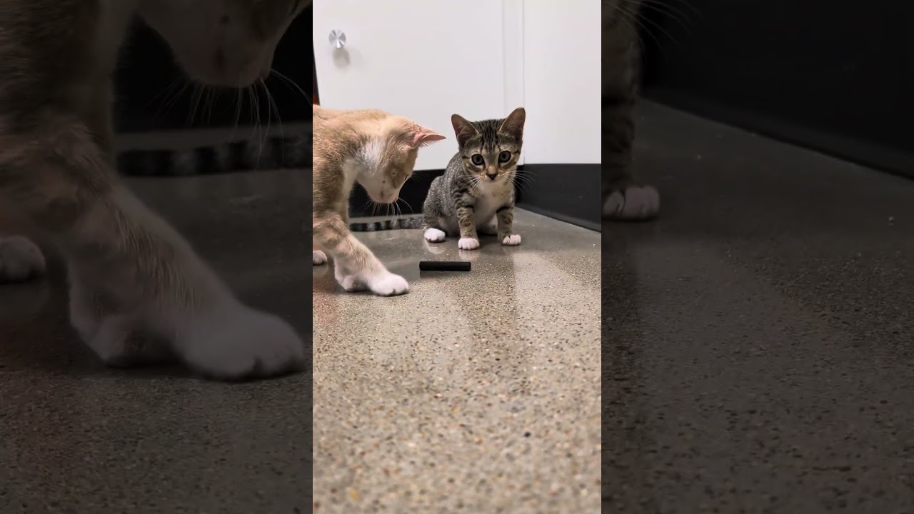 Enlarge Flash and Storm, a Adoptable Domestic Short Hair in Niantic, CT video 2/6