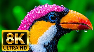 COLORFUL ANIMAL KINGDOM 8K ULTRA HD (60FPS) – The Vibrant World of Wildlife
