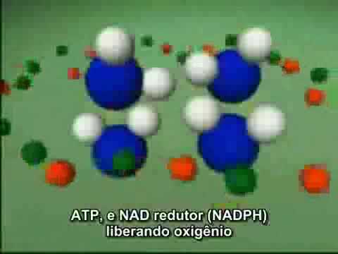 Fotossíntese: Desvendando os Mistérios dos Fotossistemas e do Ciclo de Calvin