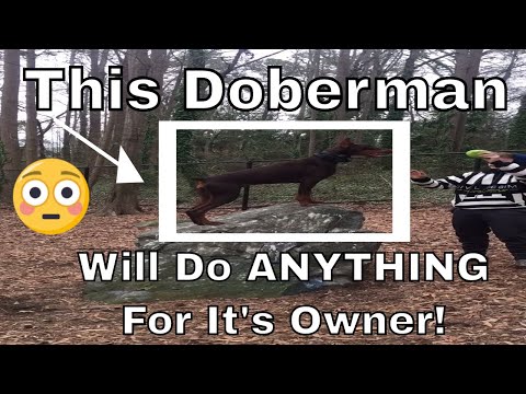 , title : 'Why Doberman Dogs Do Anything For Owners? | Trending Viral | Funny Videos #shorts #dog #doberman'