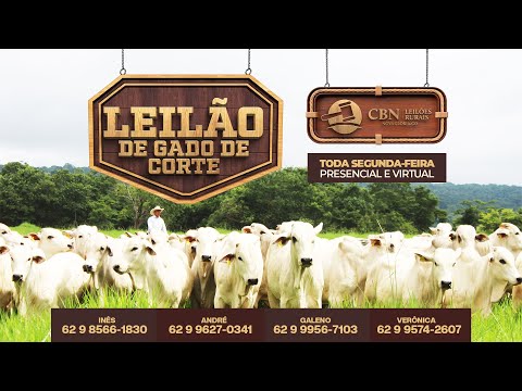 Leilão Gado de Corte - CBN Leilões - 10/11/2025 |  Nova Glória -GO