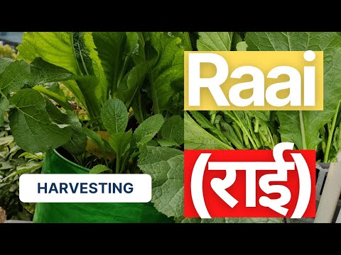 MUSTARD GREENS HARVESTING | RAAI | WINTER GREENS | HEALTHY & ORGANIC