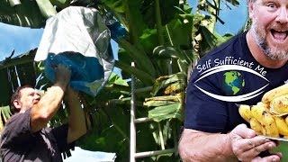 How to Bag a Bunch of Bananas | Basic Fruit & Vegetable Growing Tips in 2 Minutes