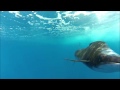 Sailfish Attack