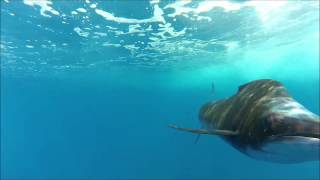 sailfish attack