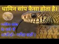 धामिन सांप कैसा होता है Dhamin Saap Kaisa Hota Hai धाम�
