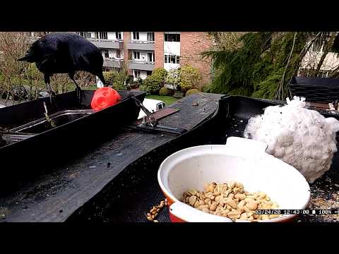 A crow delivers a stick