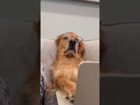 New sofa, same good boy! The Larce Sectional is Teddy-approved. 🧡🐾 #MyAshleyHome #sectional