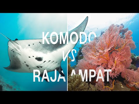 E06 | Raja Ampat vs Komodo - Which one to choose for your next dive trip?