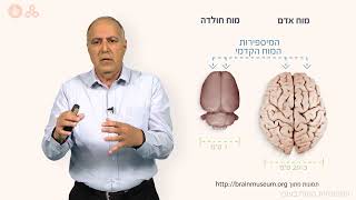 המוח – התפתחות המוח בעובר - חלק א