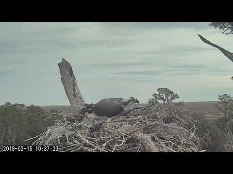 Rhett gets better at it after early morning ;) ~ ©CornellLabs, Savannah Ospreys