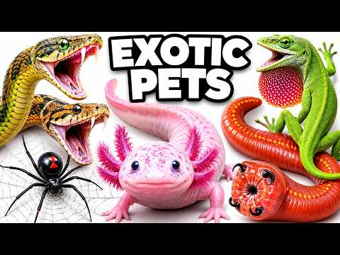 Terra Green: The Most Insane Exotic Pets Of 2026 Compilation