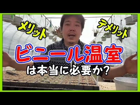  11月に温室に何を植えますか？冬に栽培を成功させるために温室を準備するにはどうすればよいですか？  庭園