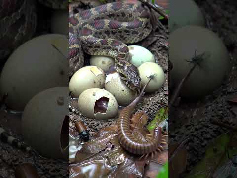 Motherhood in the Wild: Snake Watching Over Her Eggs #snake #snakevideo #wildlife #nature #animals