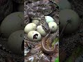 Motherhood In The Wild Snake Watching Over Her Eggs Snake Snakevideo Wildlife Nature Animals