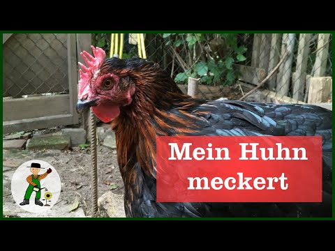 Unser Huhn meckert