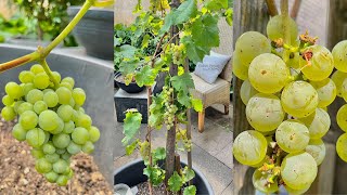 How to Grow Grapes in Containers bear a lots of Fruit