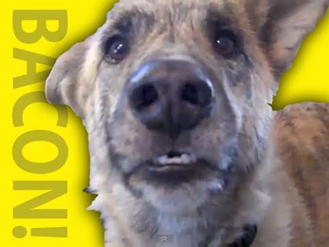YouTube video about: What a man's dog says about him?