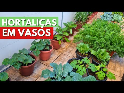 TUDO O QUE CULTIVO NA MINHA HORTA EM VASOS! DICAS NO CULTIVO DE HORTALIÇAS! CANAL MEU QUINTAL