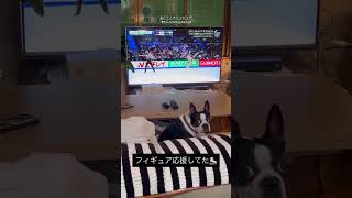 ミラノオリンピックのフィギュアスケートテレビで応援していた犬 #ボストンテリア