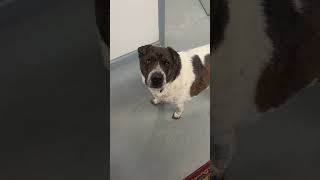 Video preview image #1 Mutt Puppy For Sale in NEWPORT NH, NH, USA