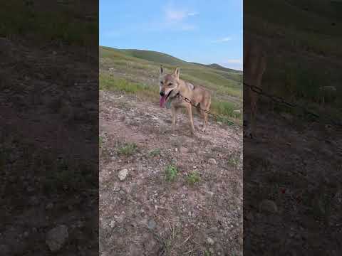 رحلة مع الذئب