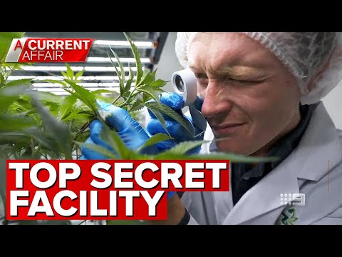 , title : 'Australia's biggest indoor vertical cannabis farm | A Current Affair'