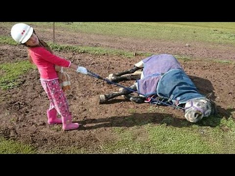 Les vidéos d'animaux et d'êtres humains les plus drôles de 2024 vous feront rire plus que vous ne le pensez.