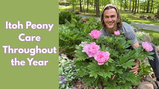 ITOH PEONY Care from Spring to Autumn