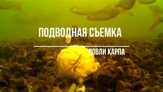 Когда карп клюет на запах клубники