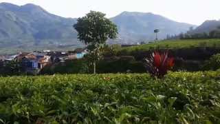 preview picture of video 'Wisata Alam - Agrowisata Perkebunan Teh TAMBI, Dieng, Jawa Tengah'