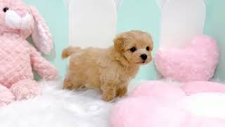 ハーフ犬の動画01