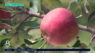 [G1뉴스]사과 적지 '정선'..면적 확대 등 전폭 지원