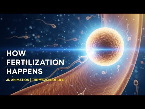 How Fertilization Happens | Human Reproduction 3D Animation Explained