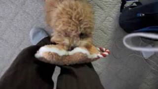 BB our super cute brown poodle love to play fetch